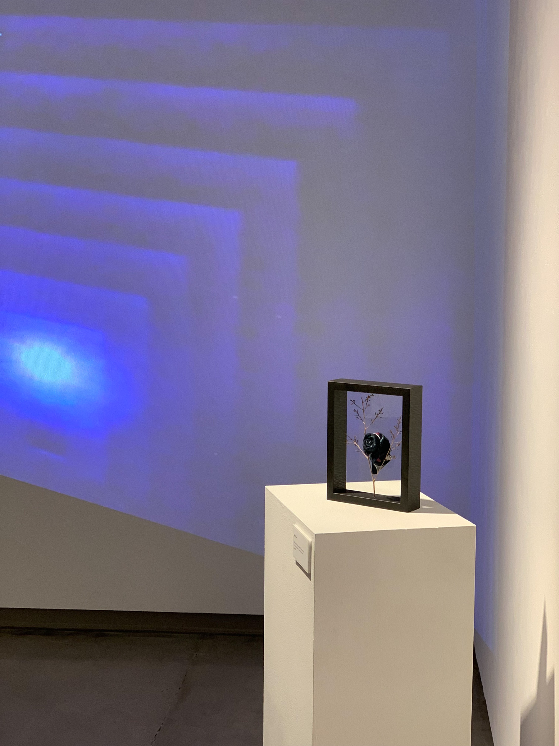 A small dark wooden frame on a white pedestal, containing a bare branch and a dark woven object printed with Gelora imagery, lit against a blue-lit wall.