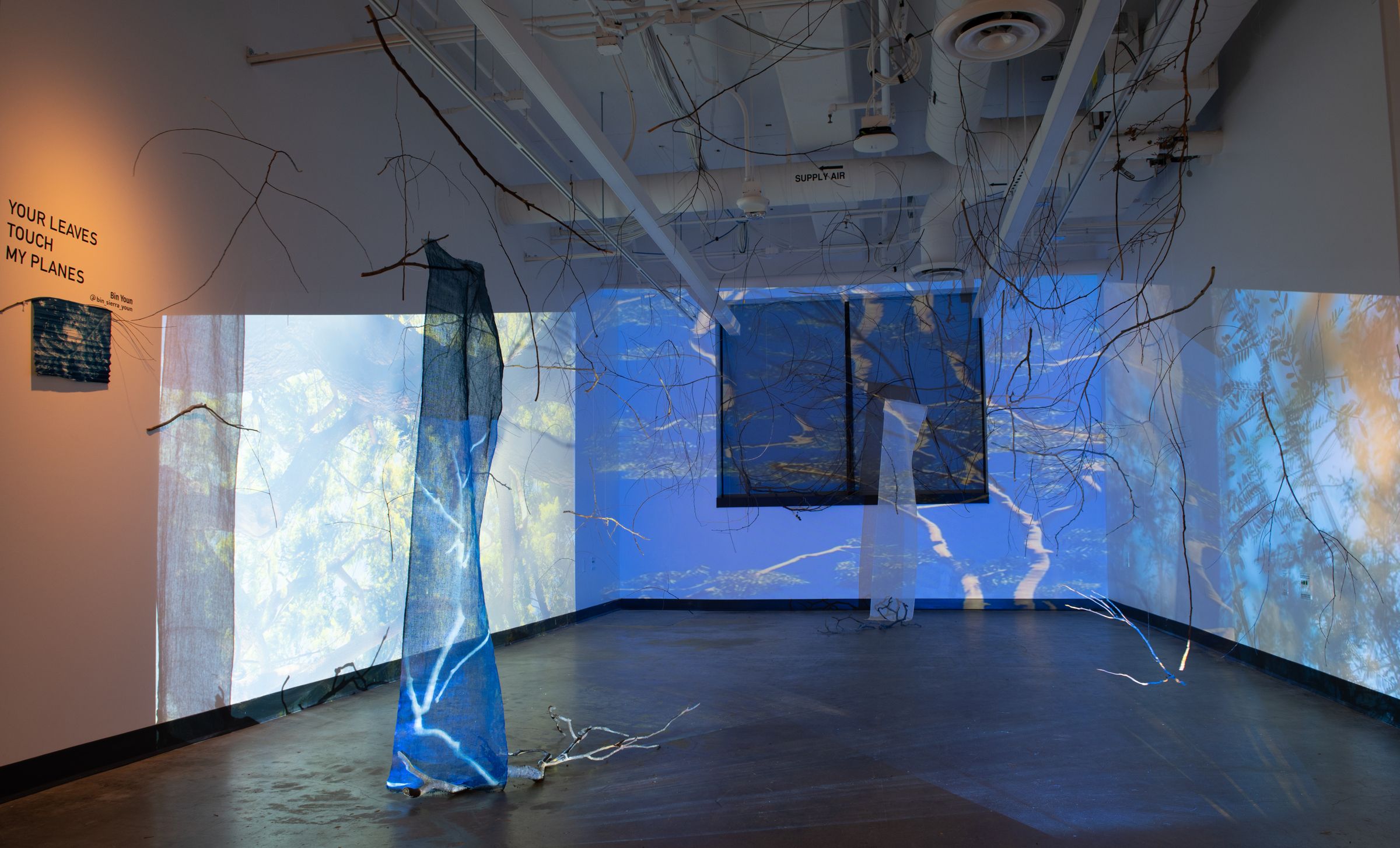 Your Leaves Touch My Planes: a blue cyanotype on fabric stands in a room wrapped in projected video of trees and sky, with branches hanging from the ceiling and lying on the floor.