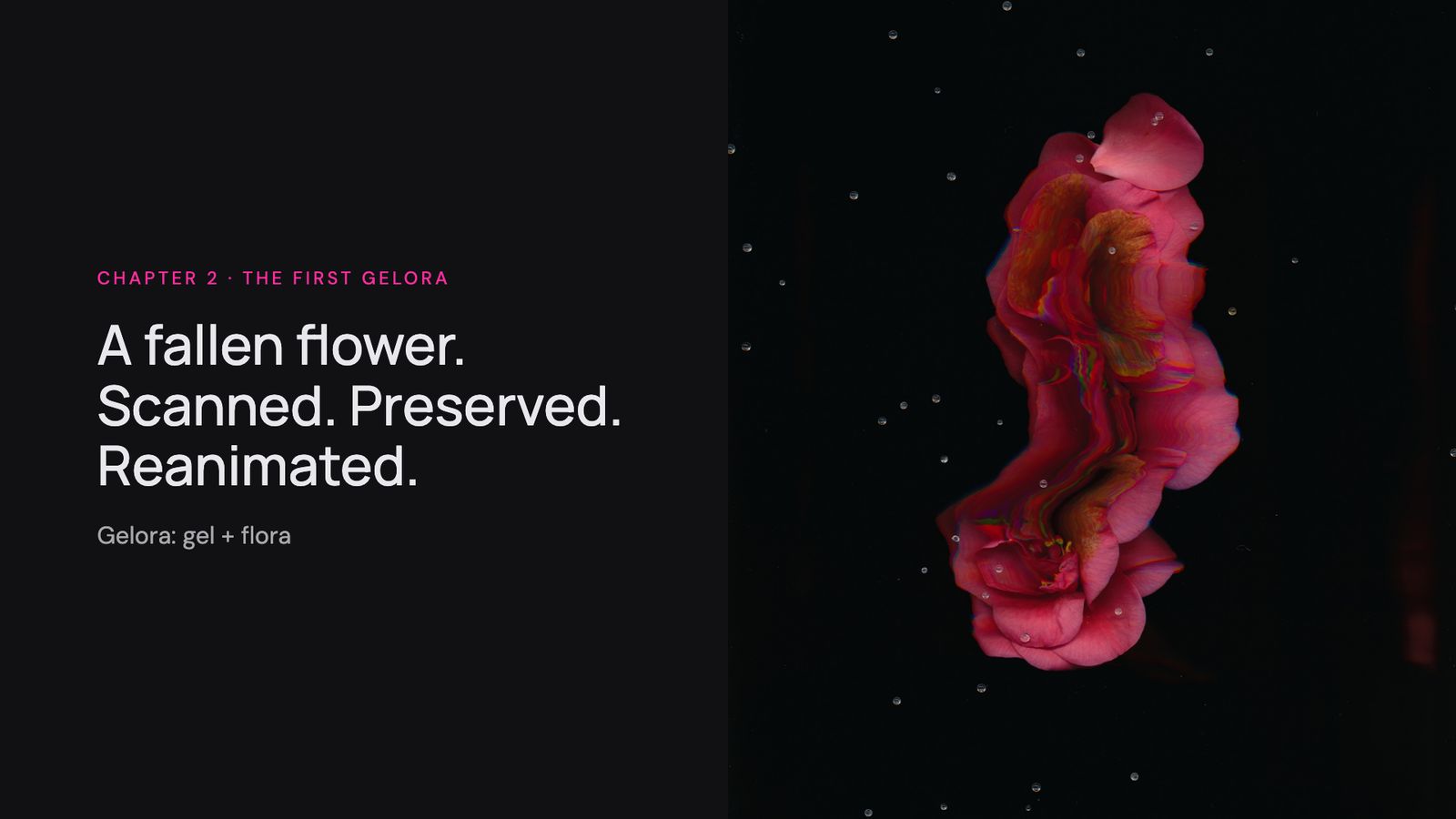 Slide 24: A fallen flower. Scanned. Preserved. Reanimated.